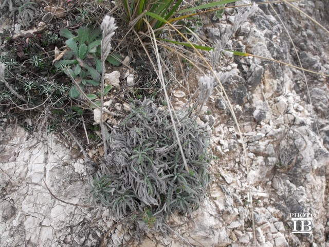 Onosma echioides subsp. canescens (=O.canescens) /  Viperina canescente