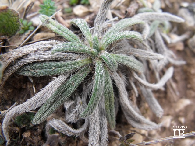 Onosma echioides subsp. canescens (=O.canescens) /  Viperina canescente