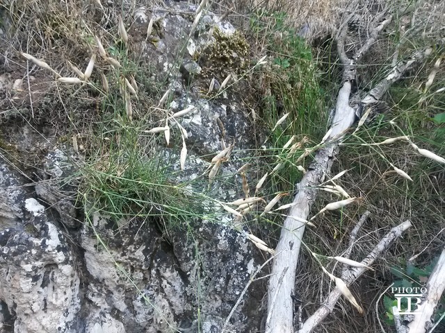 Dianthus da confermare