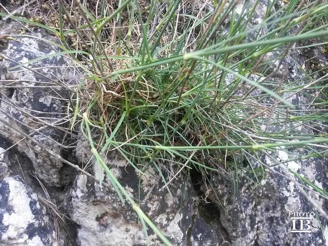 Dianthus da confermare