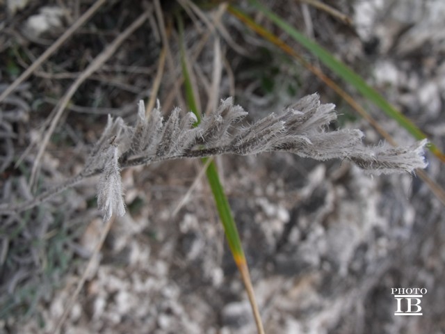 Onosma echioides subsp. canescens (=O.canescens) /  Viperina canescente