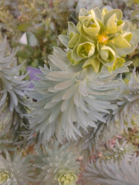 Euphorbia segetalis / Euforbia delle messi