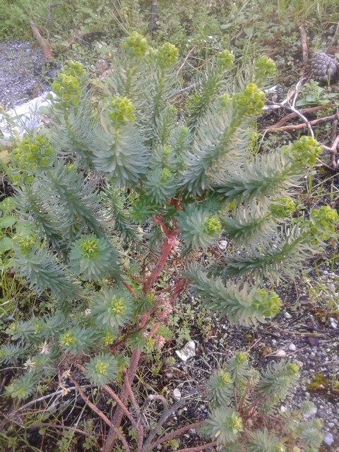 Euphorbia segetalis / Euforbia delle messi