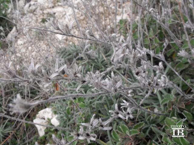 Onosma echioides subsp. canescens (=O.canescens) /  Viperina canescente