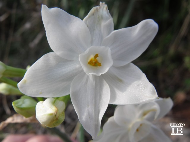 Narcissus papyraceus / Narciso papiraceo