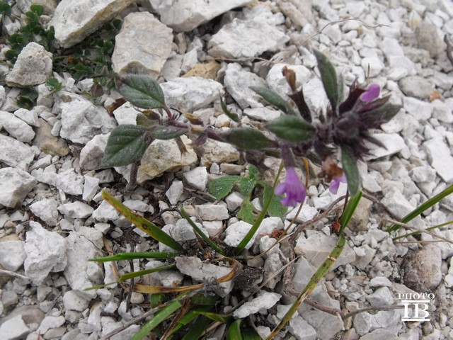 Clinopodium alpinum subsp. alpinum (=Acinos alpinus)