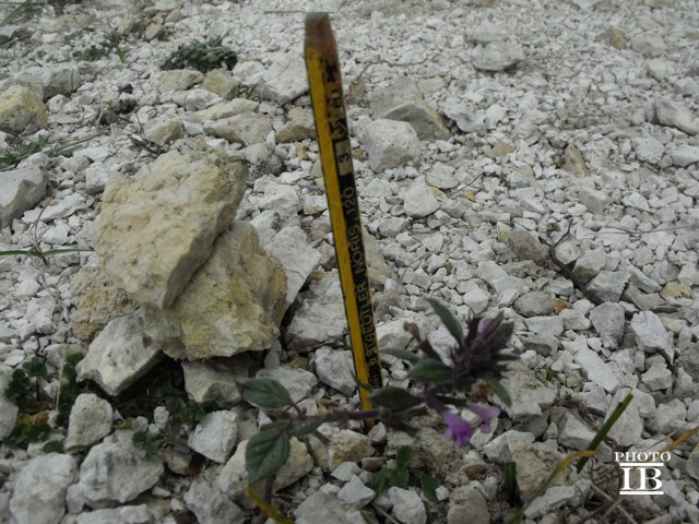 Clinopodium alpinum subsp. alpinum (=Acinos alpinus)