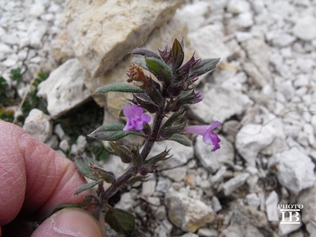 Clinopodium alpinum subsp. alpinum (=Acinos alpinus)