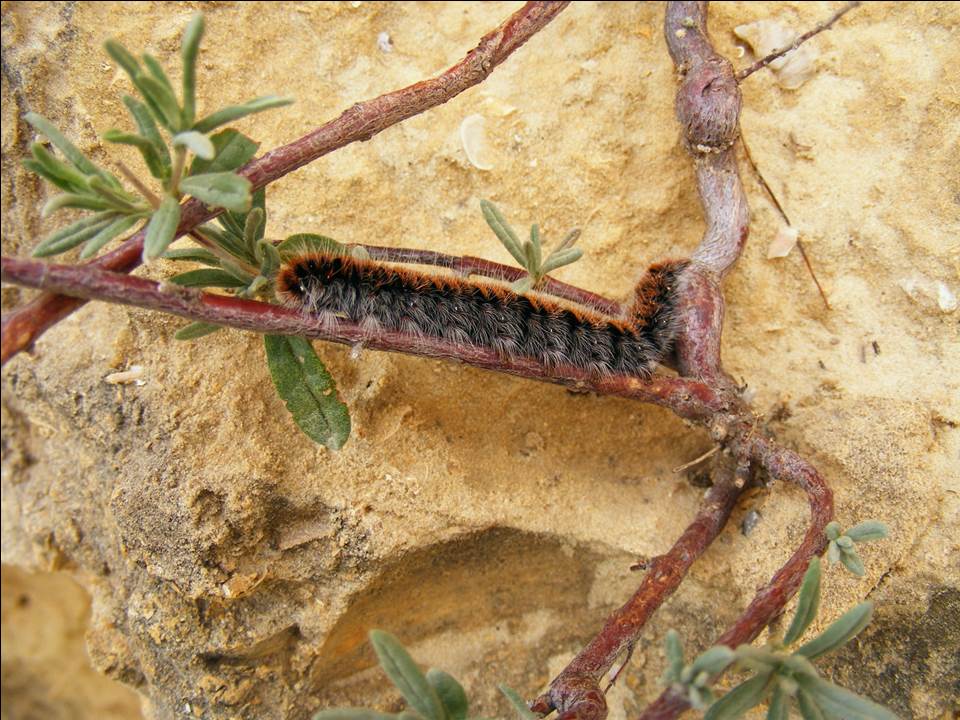 Da determinare - Larva di Macrothylacia rubi