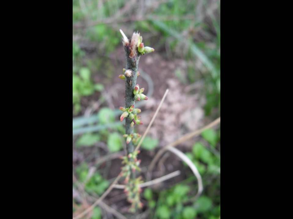 Thymelaea sp. (Malvales - Thymelaeaceae)