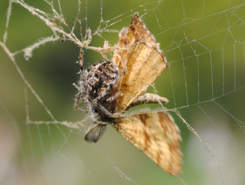 Agalenatea redii - Roma (RM)