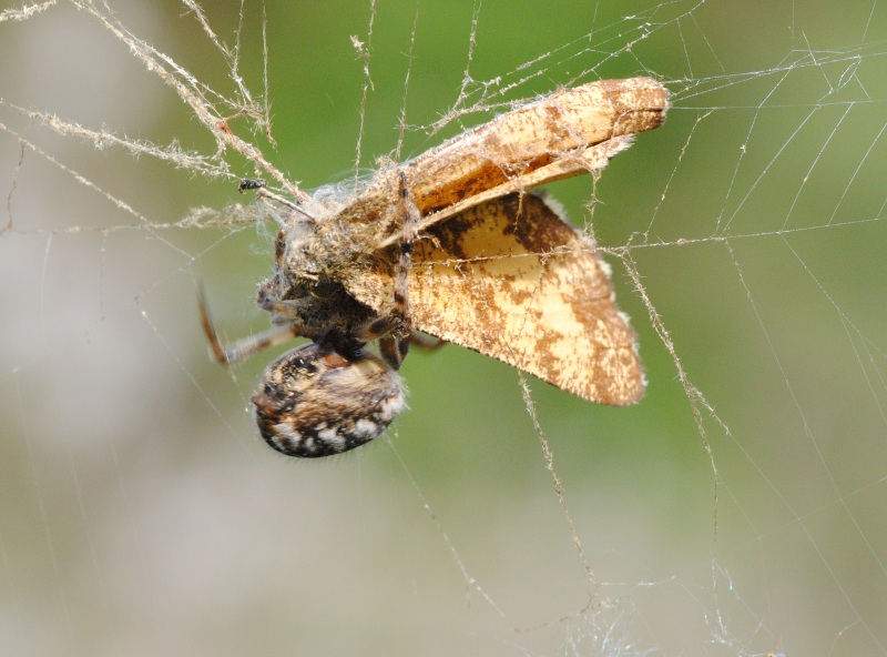 Agalenatea redii - Roma (RM)