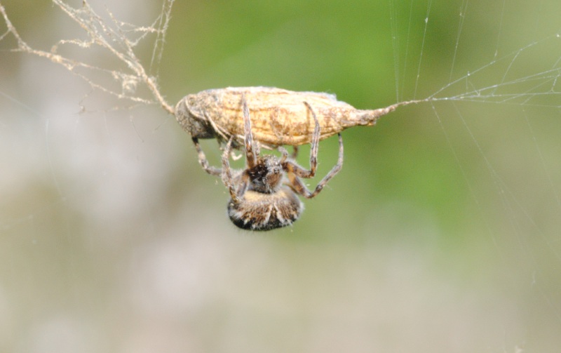 Agalenatea redii - Roma (RM)