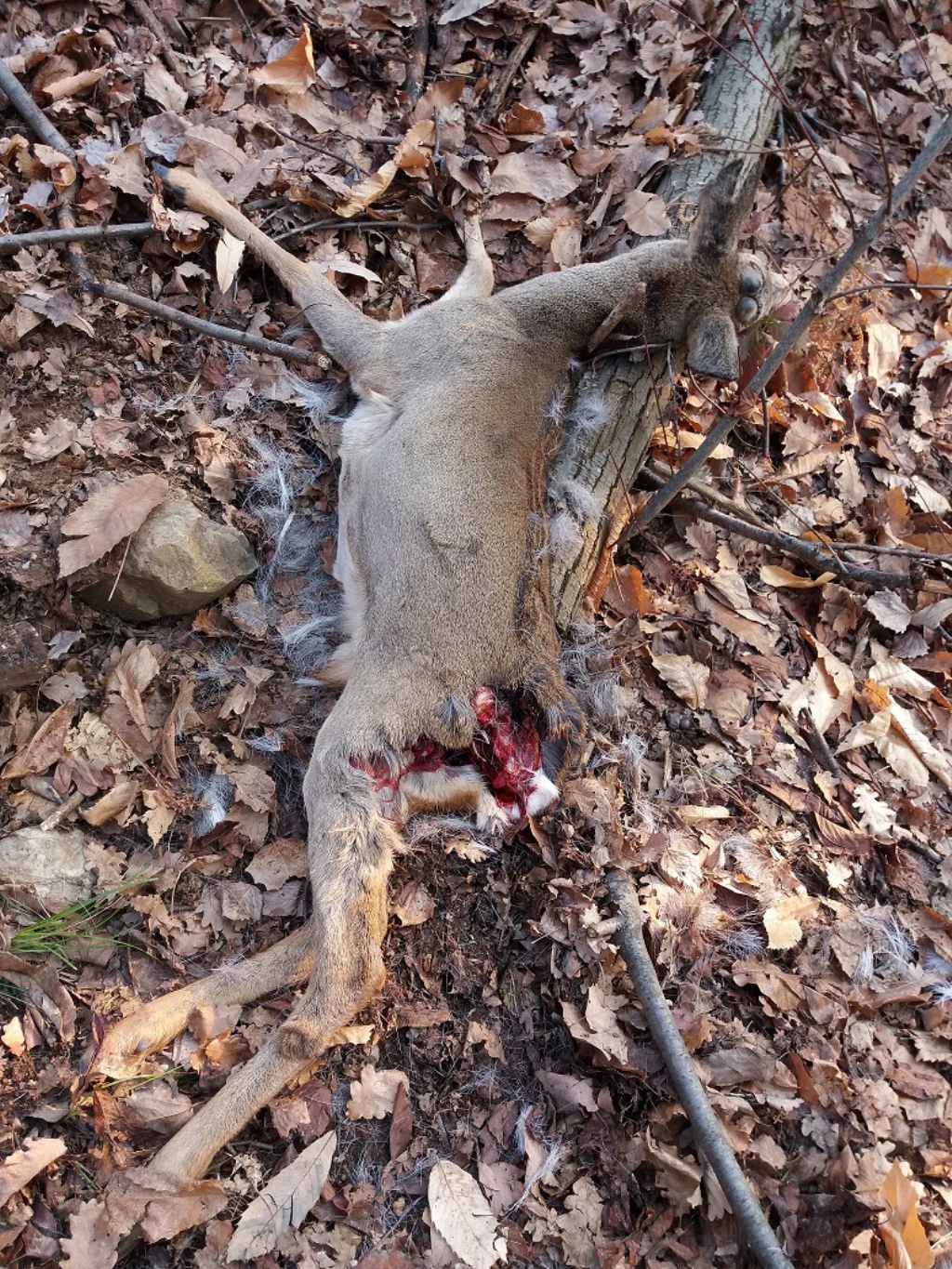 Capriolo ucciso da...?