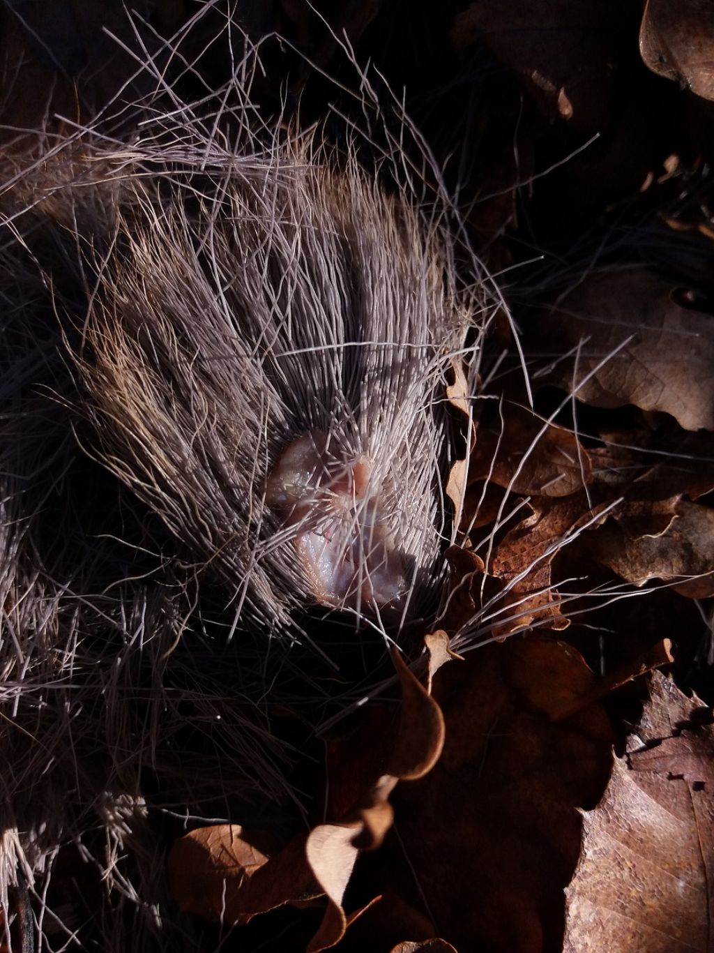 Capriolo ucciso da...?