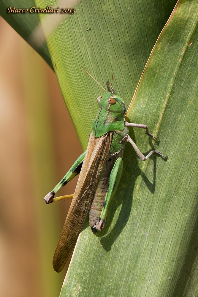 Omocestus viridulus?