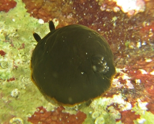 Dendrodoris fumata o limbata ?