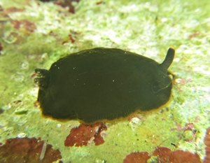 Dendrodoris fumata o limbata ?