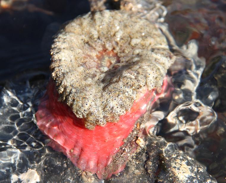 Anthopleura cf. ballii