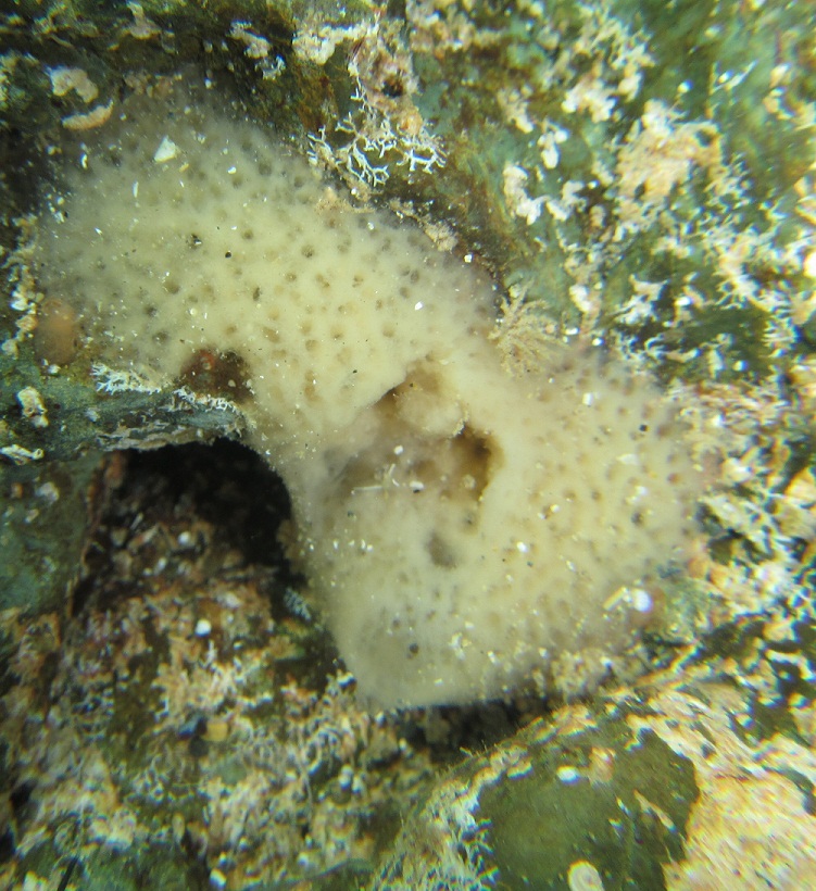 Haliclona mucosa