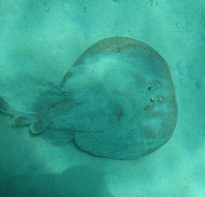 Torpedo marmorata da Maiorca