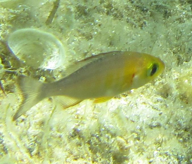 Spondyliosoma cantharus (juvenile)