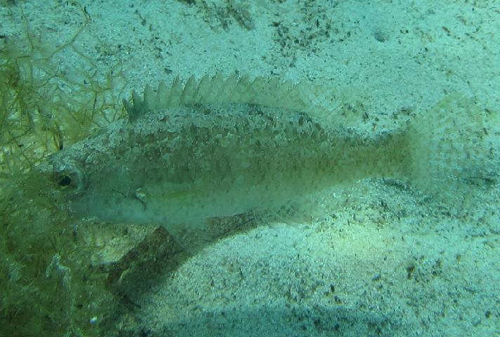 Symphodus cinereus da Maiorca