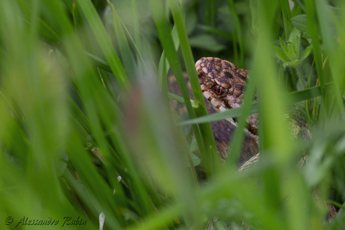 Vipera berus ad alta quota