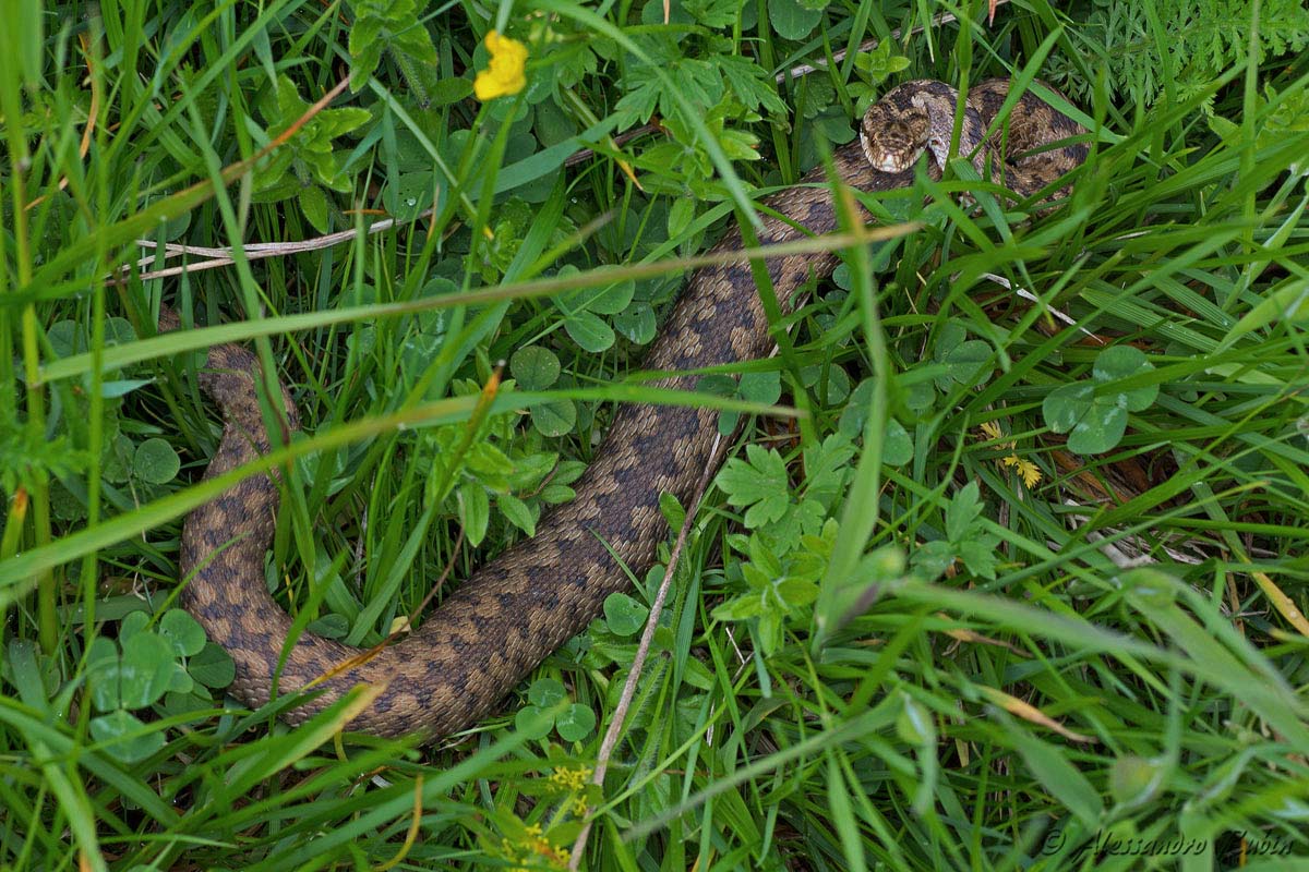 Vipera berus ad alta quota