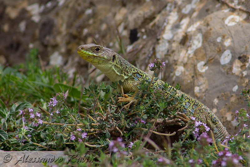 Timon lepidus ligure