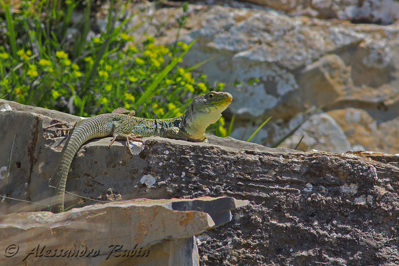 Timon lepidus ligure