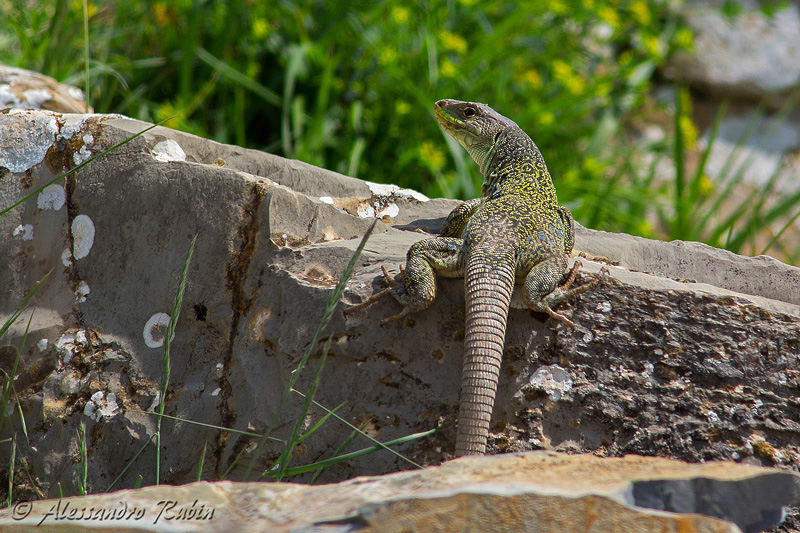 Timon lepidus ligure