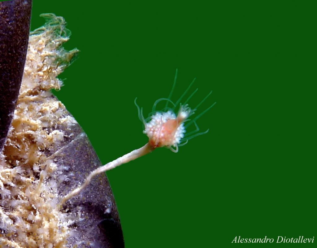 identificabili?(Tubulariidae)