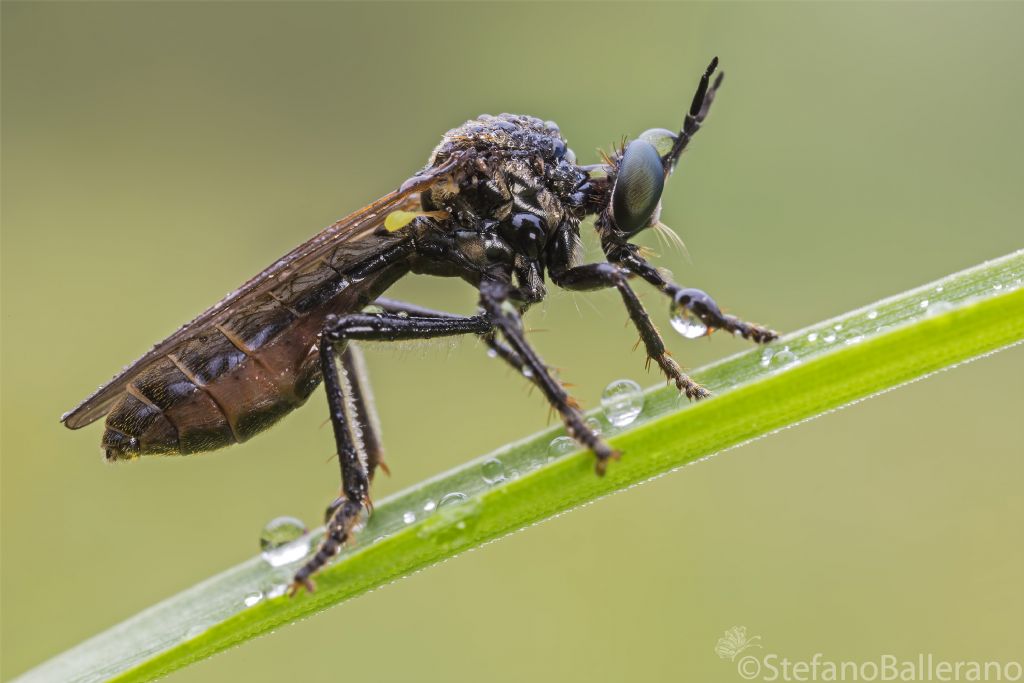 Dioctria sp. (Asilidae)