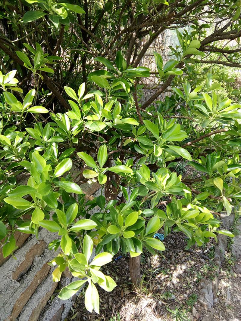 Euonymus japonicus  (Celastraceae)