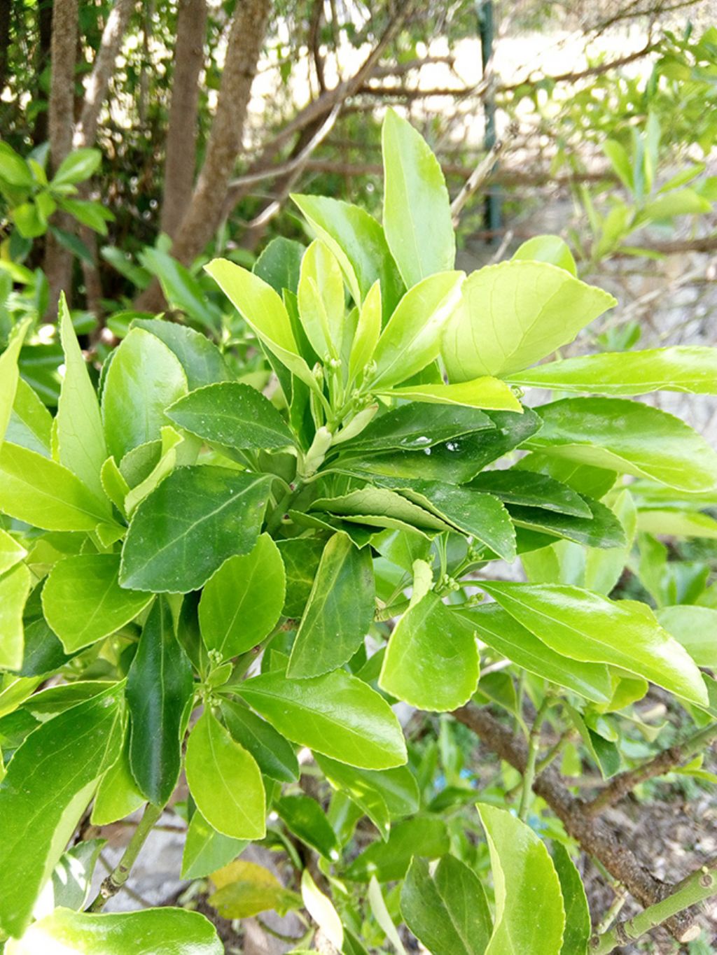 Euonymus japonicus  (Celastraceae)