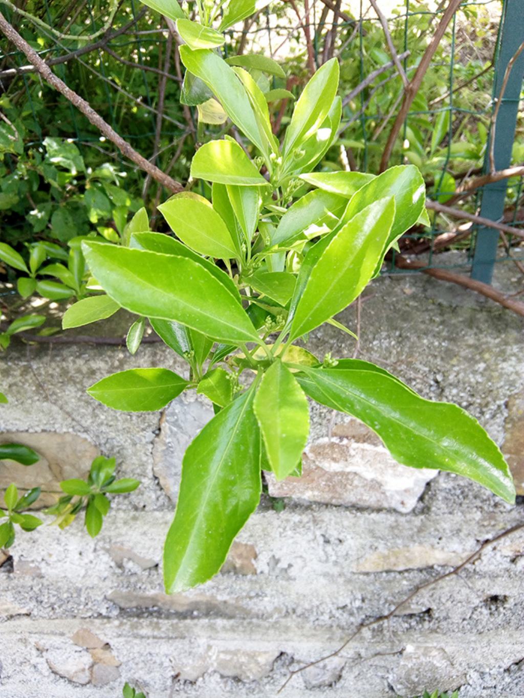 Euonymus japonicus  (Celastraceae)