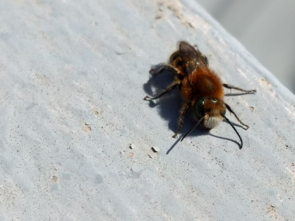 Osmia caerulescens M?