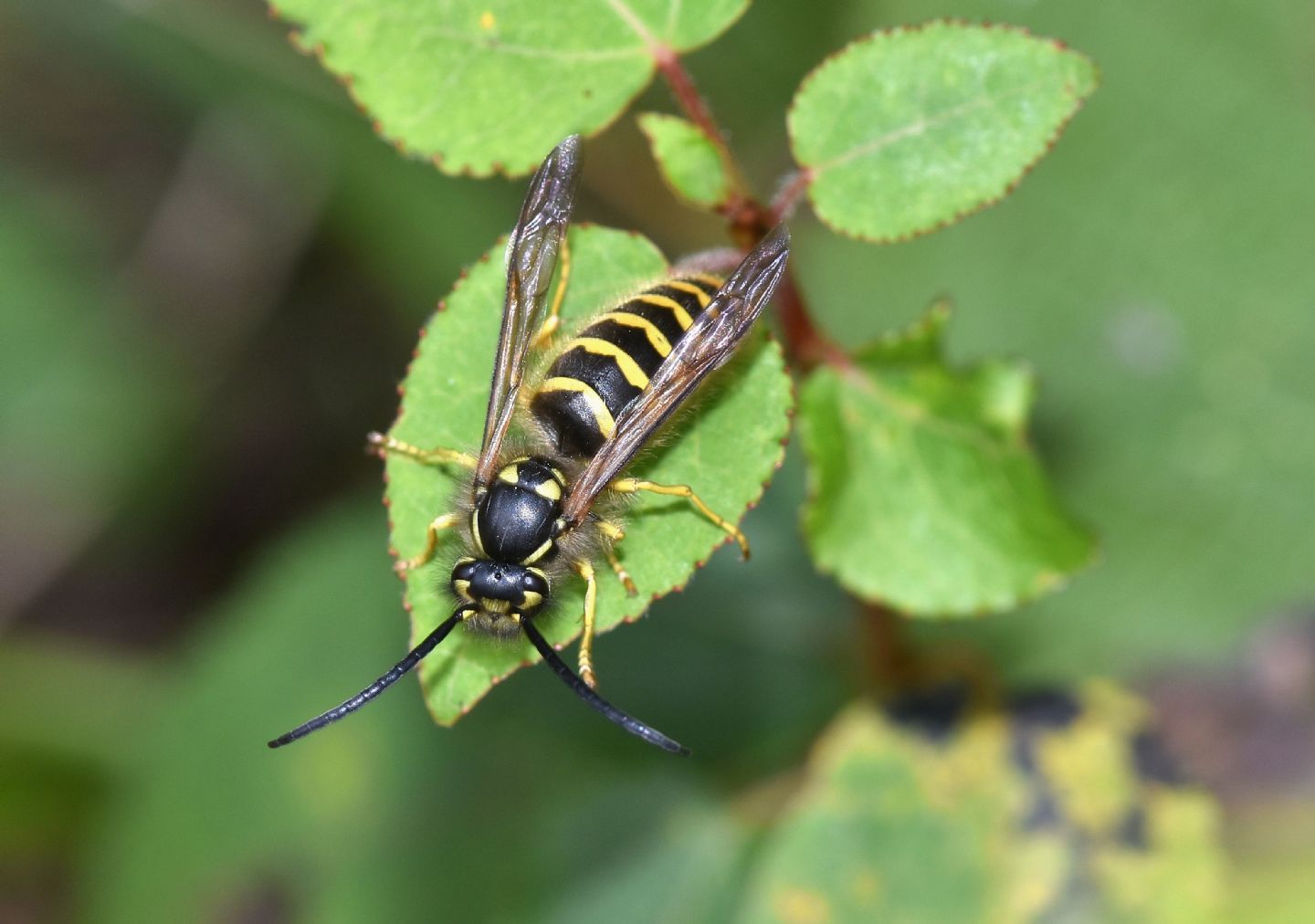 Vespidae: Vespula vulgaris, maschio