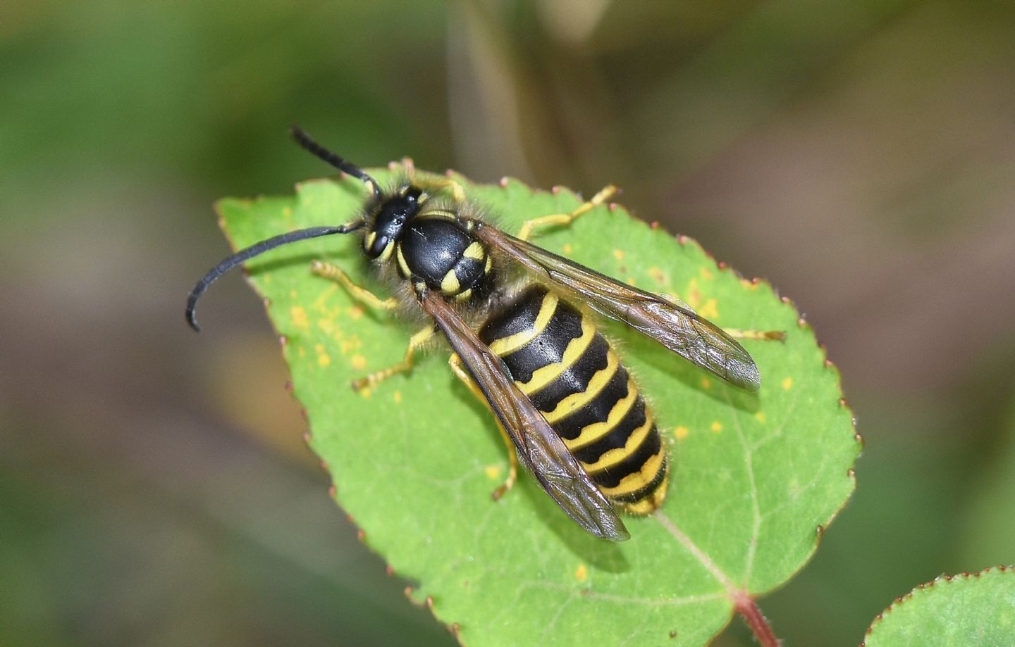 Vespidae: Vespula vulgaris, maschio