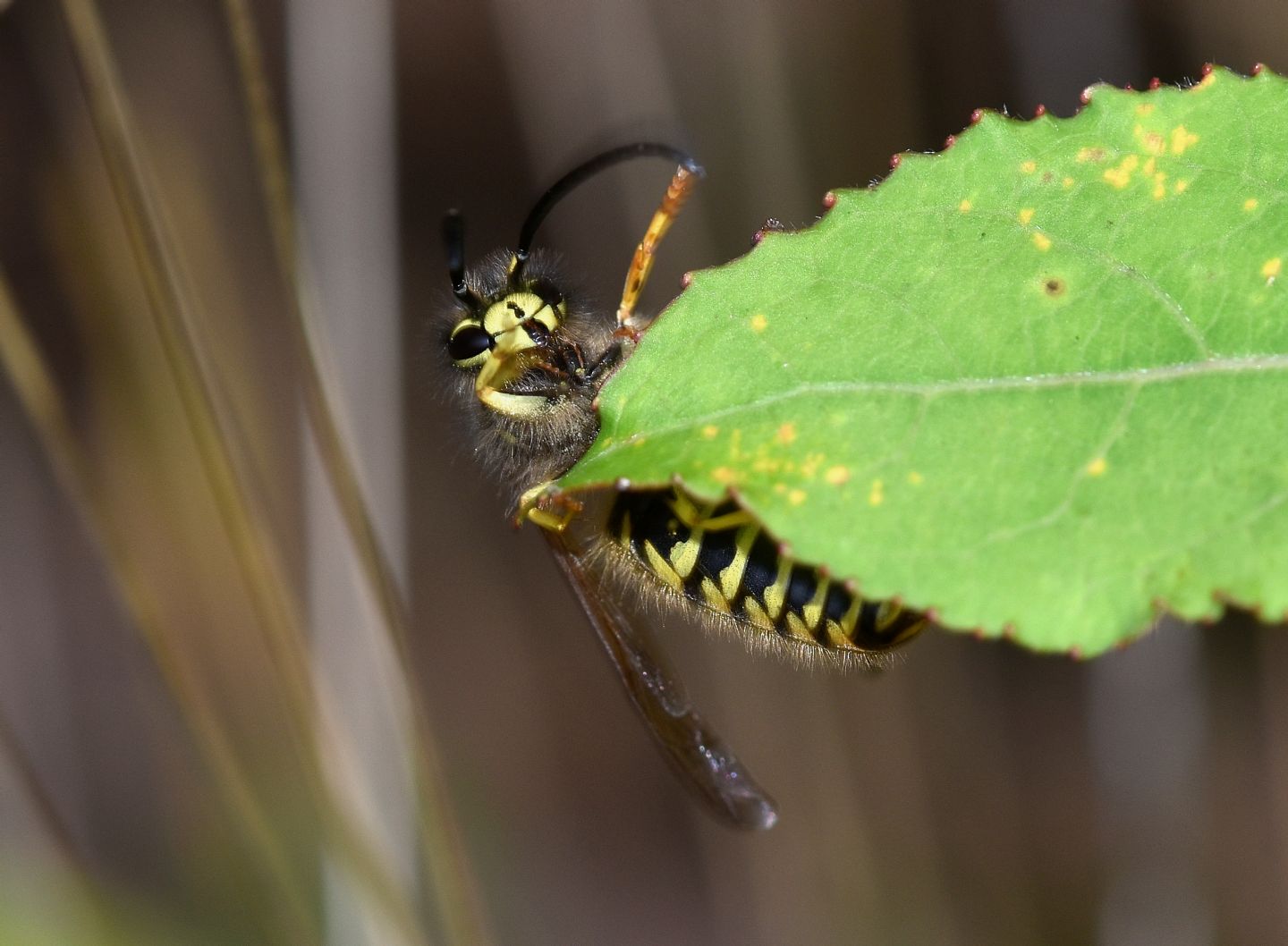 Vespidae: Vespula vulgaris, maschio