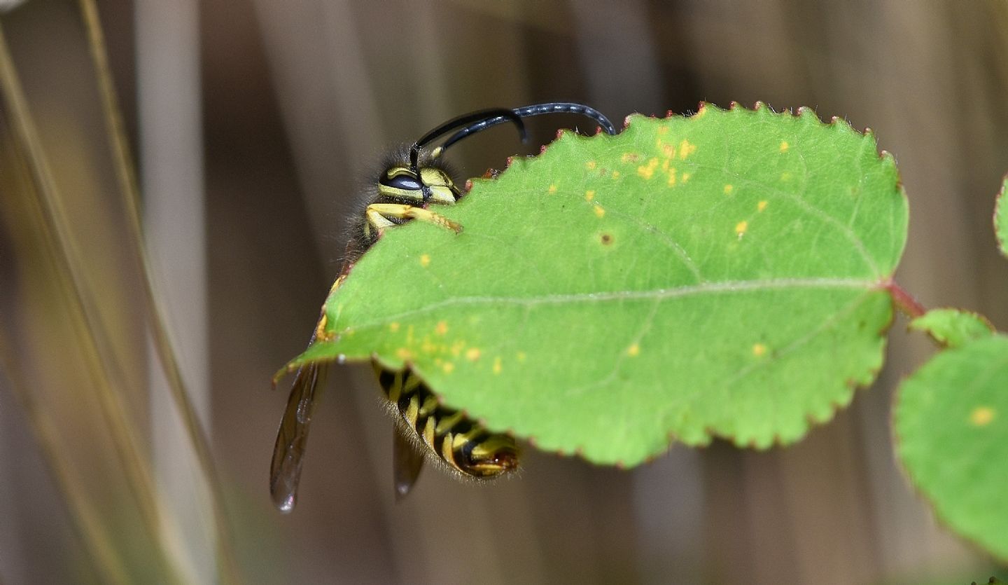 Vespidae: Vespula vulgaris, maschio