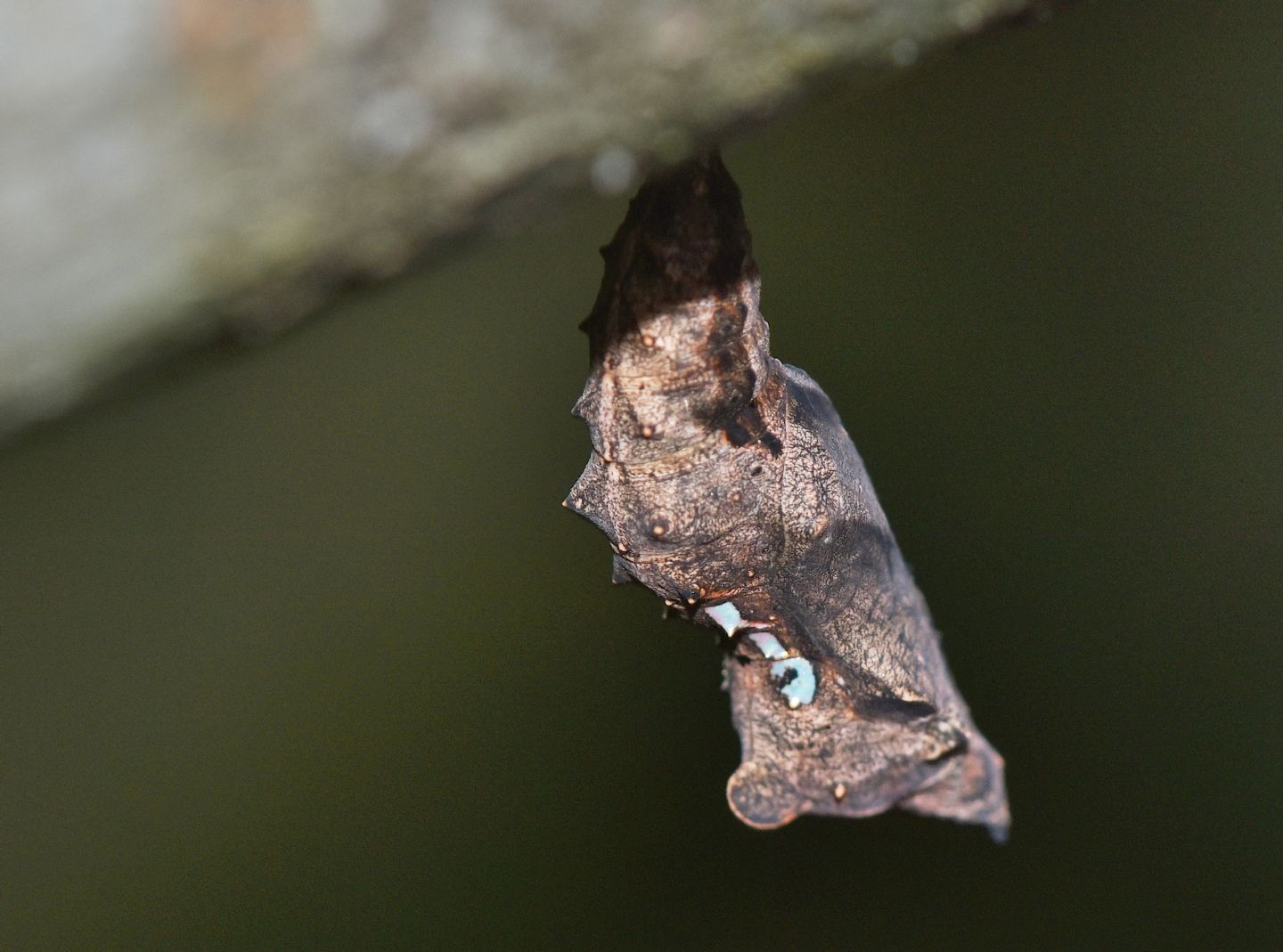 Crisalide: Polygonia c-album - Nymphalidae