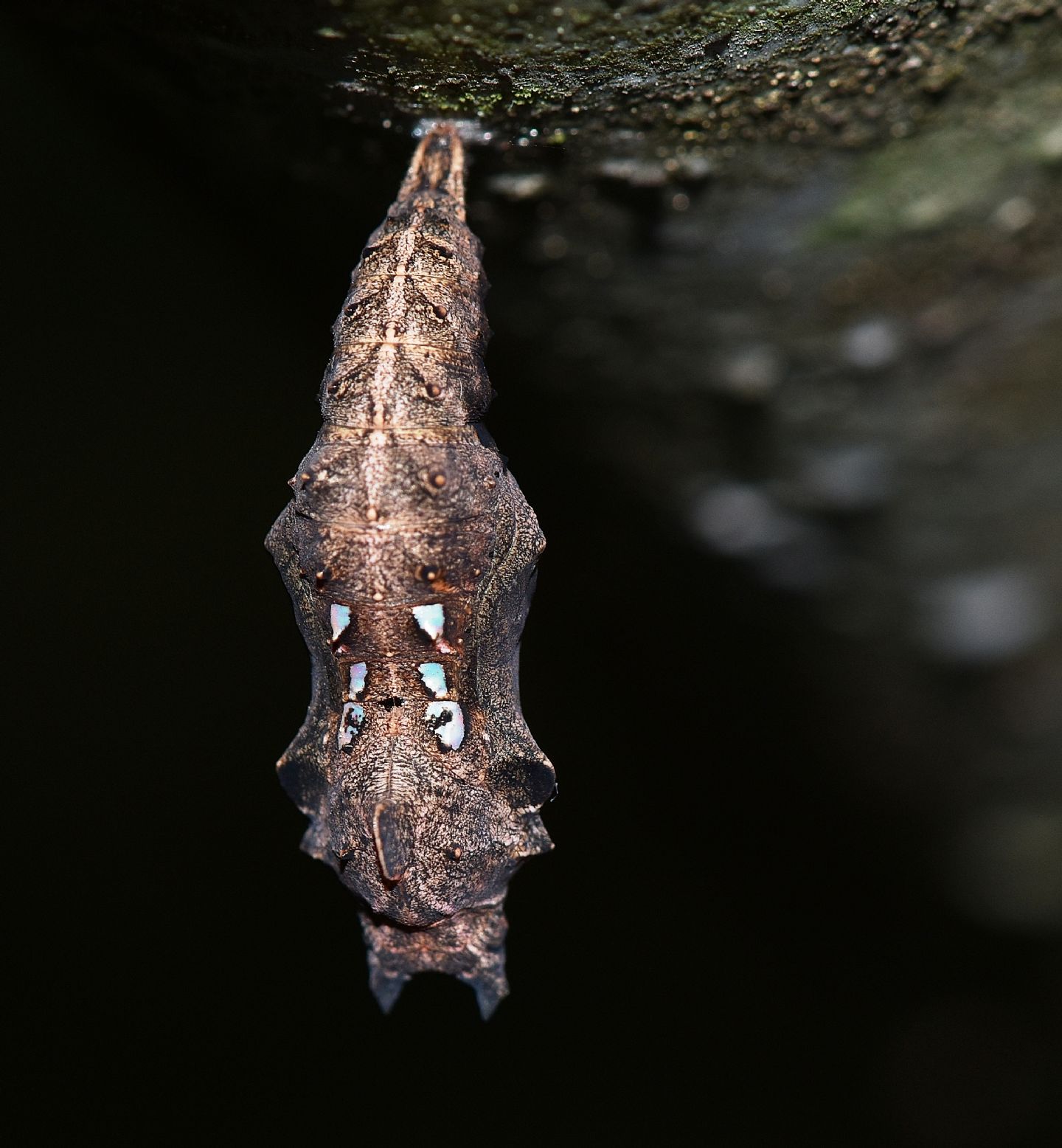 Crisalide: Polygonia c-album - Nymphalidae