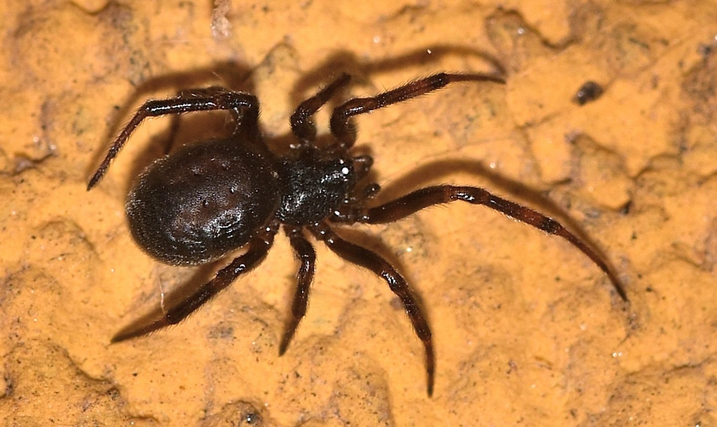 Steatoda cfr. nobilis - Rabbi S.Bernardo  (TN)