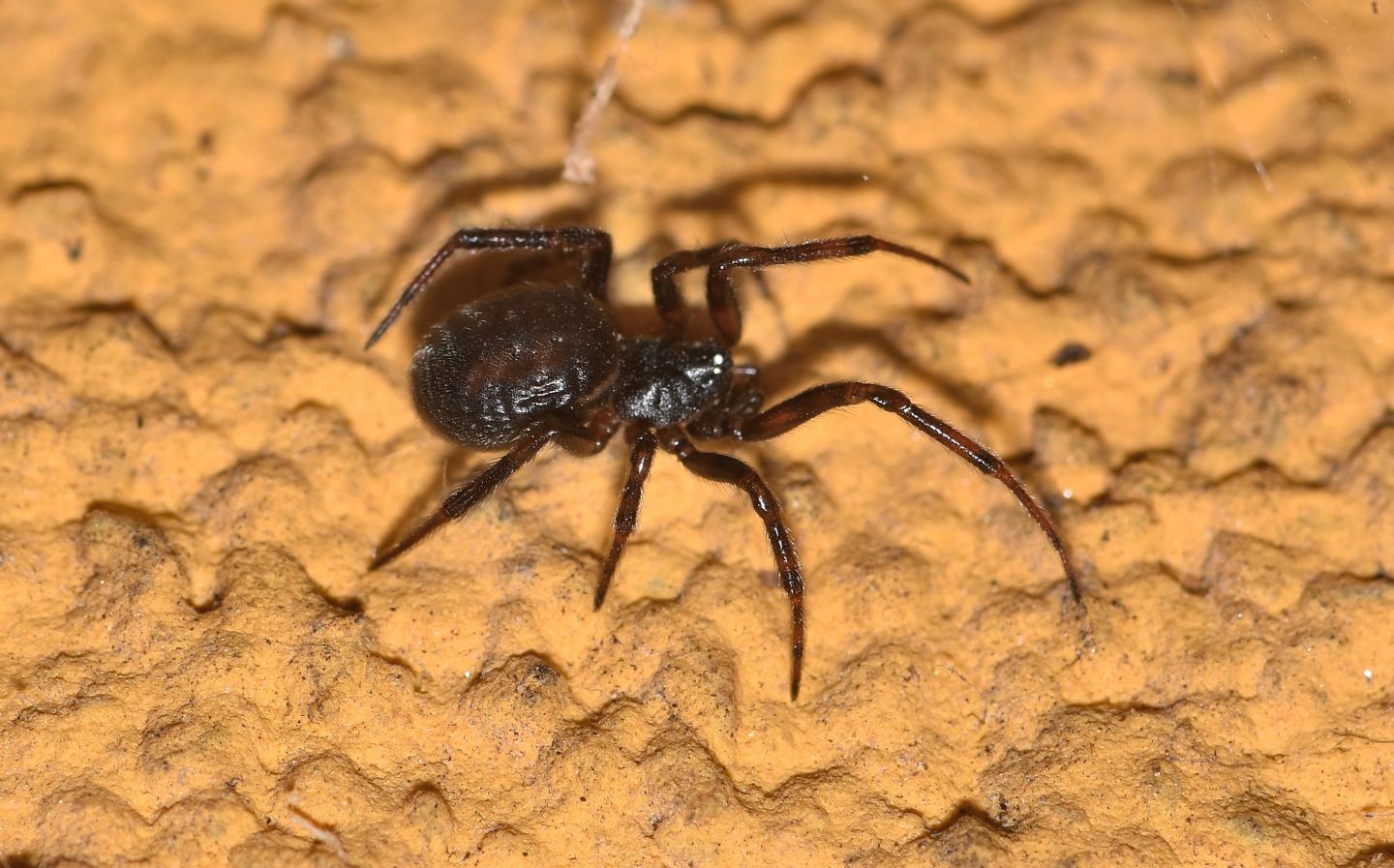 Steatoda cfr. nobilis - Rabbi S.Bernardo  (TN)