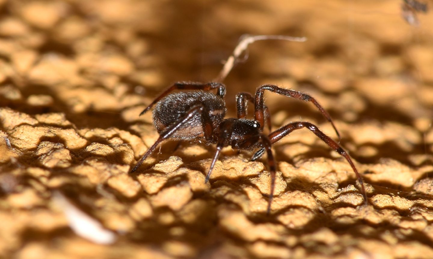 Steatoda cfr. nobilis - Rabbi S.Bernardo  (TN)