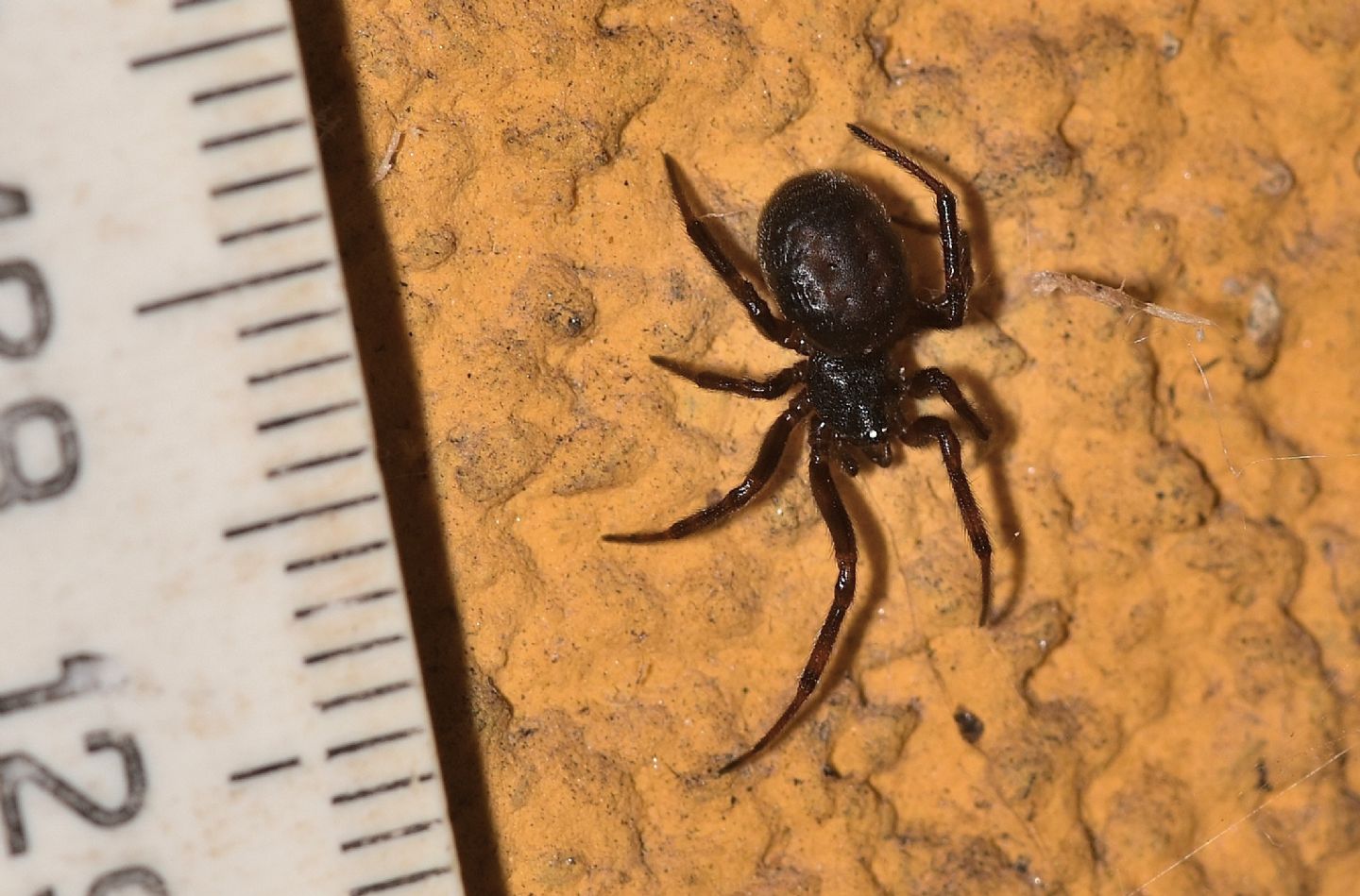 Steatoda cfr. nobilis - Rabbi S.Bernardo  (TN)