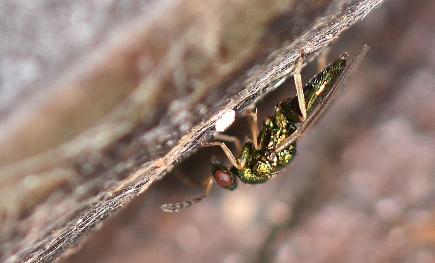 Piccolo Imenottero ?  Thorymidae...