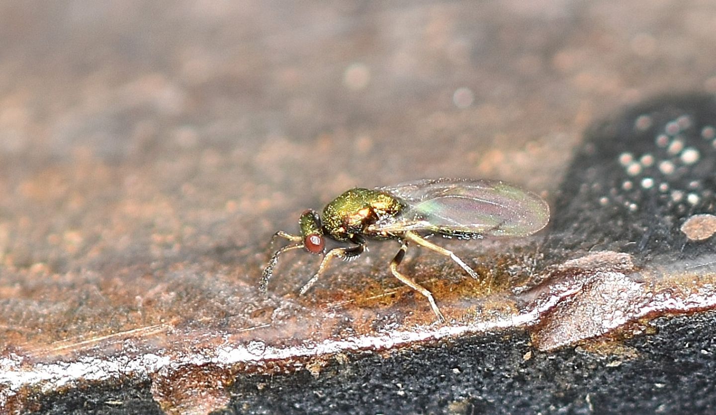 Piccolo Imenottero ?  Thorymidae...